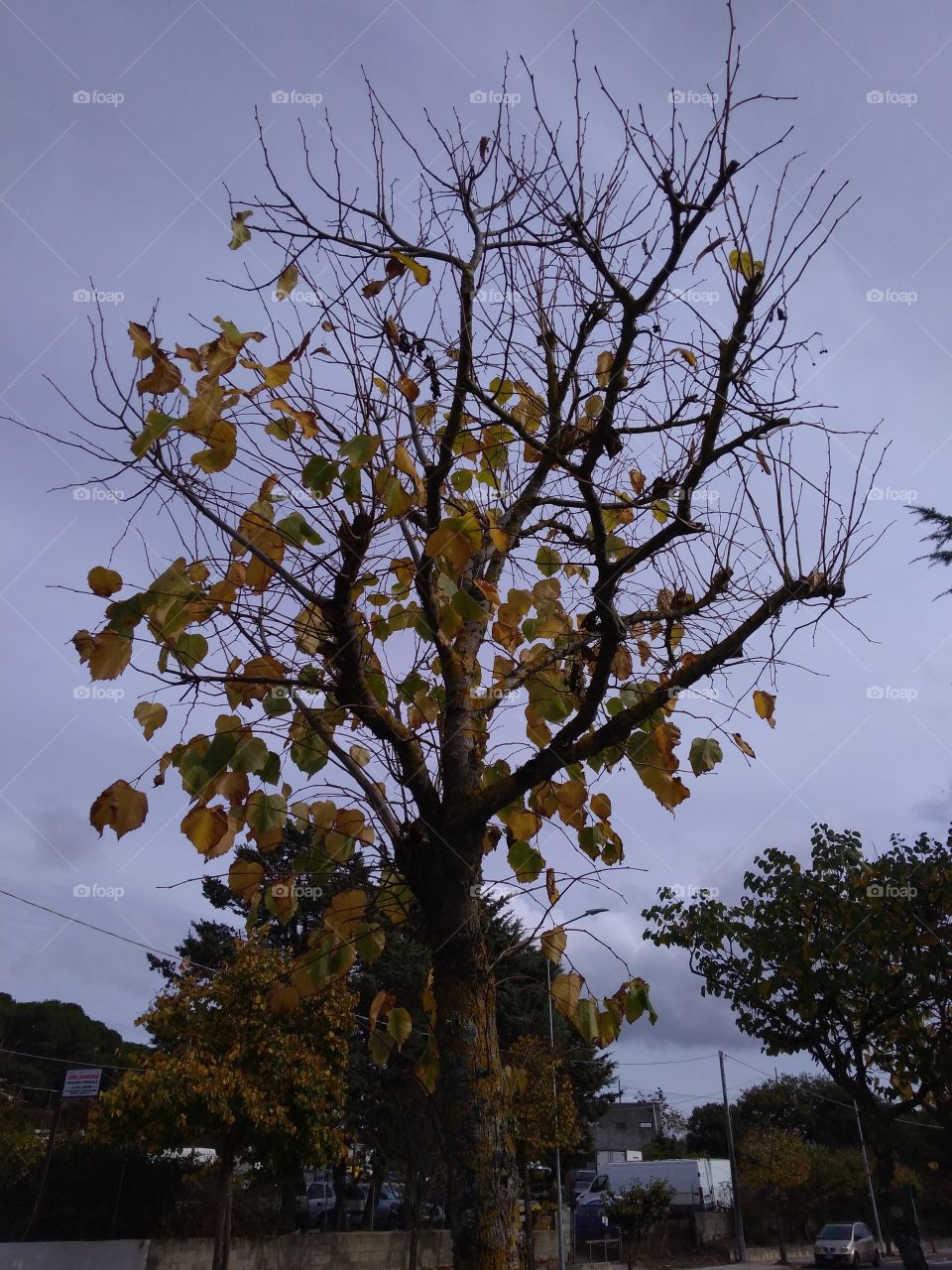 Colors of 2021: Ultimate Gray & Illuminating.