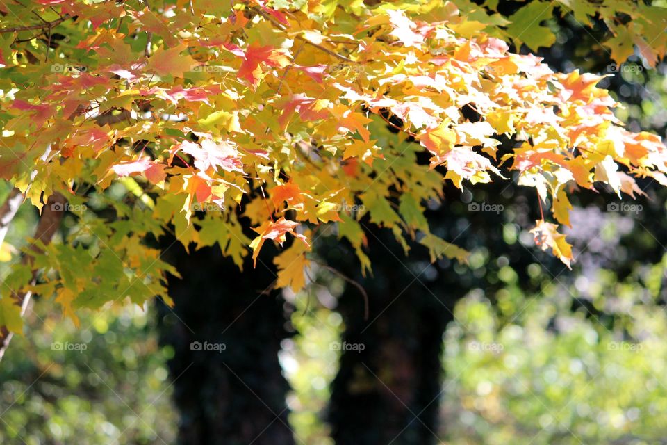 Beautiful Fall Maple Leaves