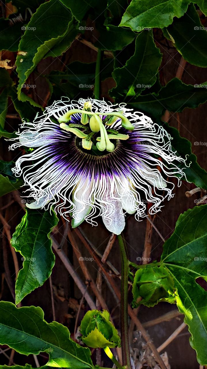 Passion Flower 