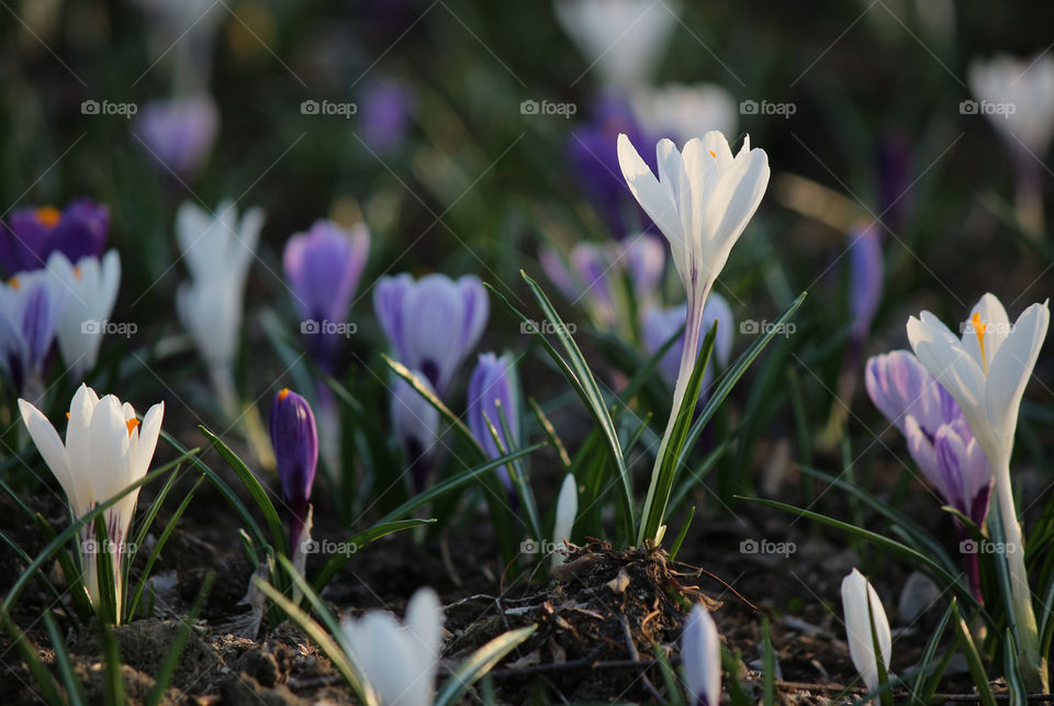 Crocuses