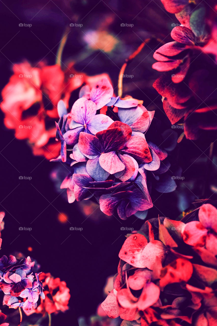 beautiful unknown flower closeup picture