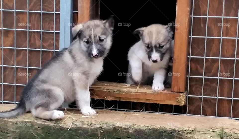 Puppies. Two Alaskan Husky puppies!