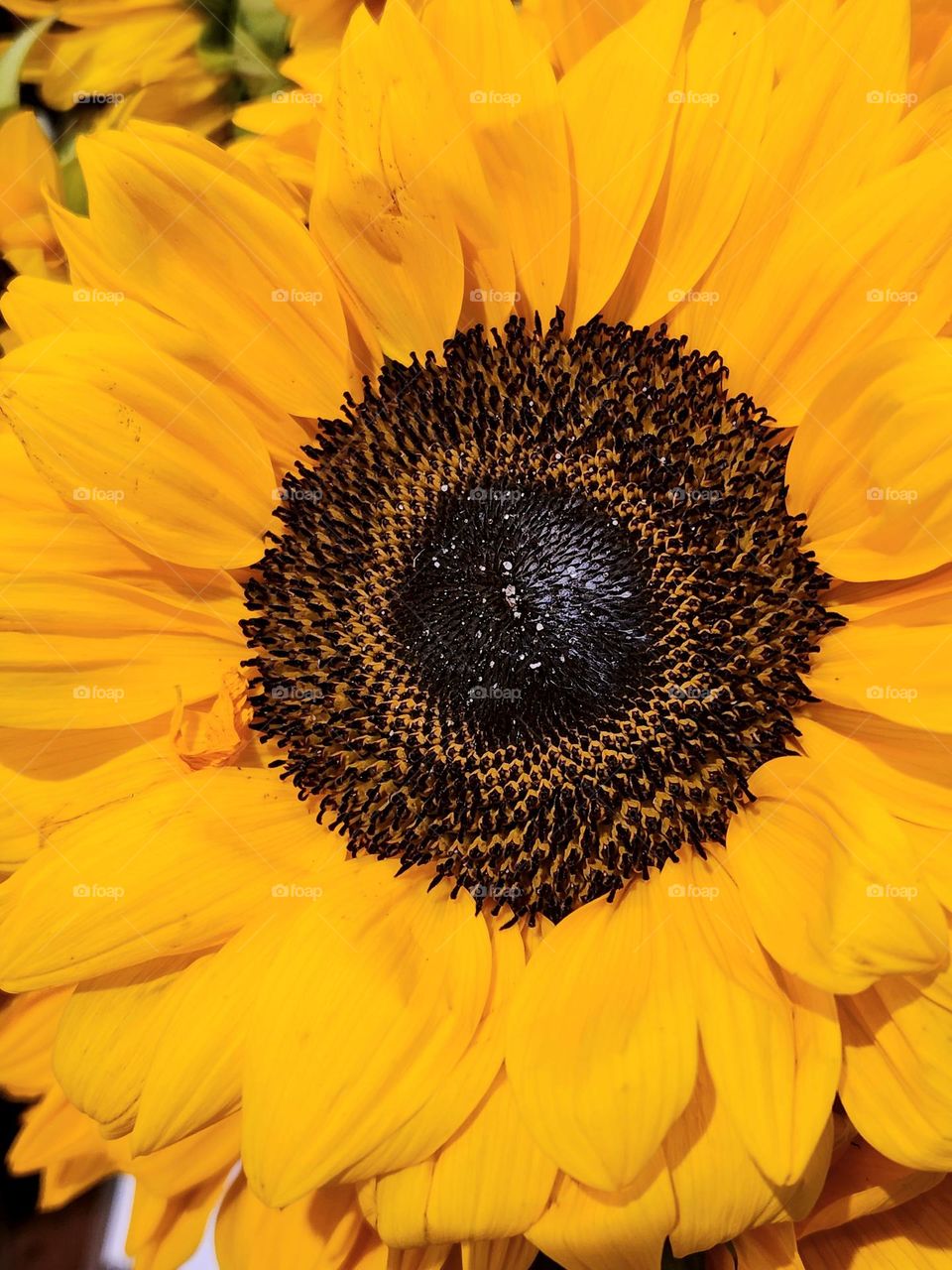 close up view of a large yellow and brown Sumflower blossom in an Oregon market in Autumn