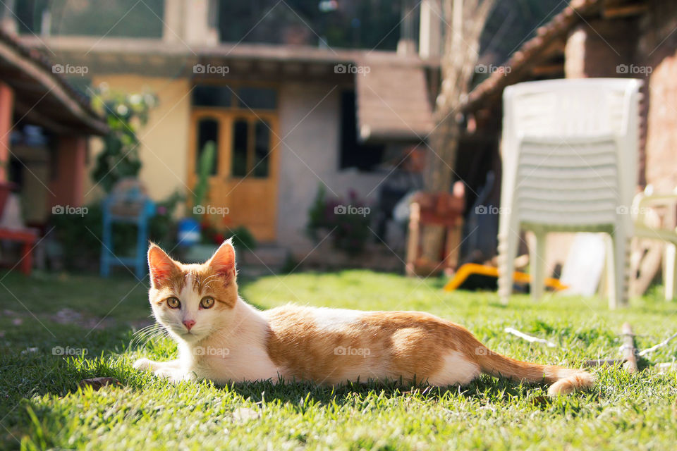Peruvian Cat