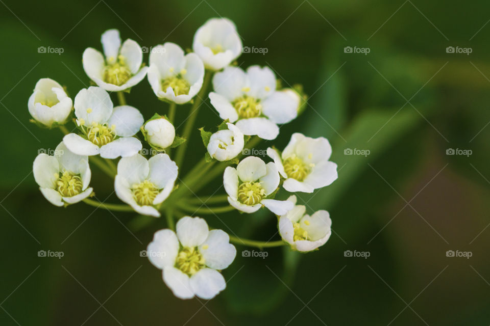 A bunch of small spring white flowers