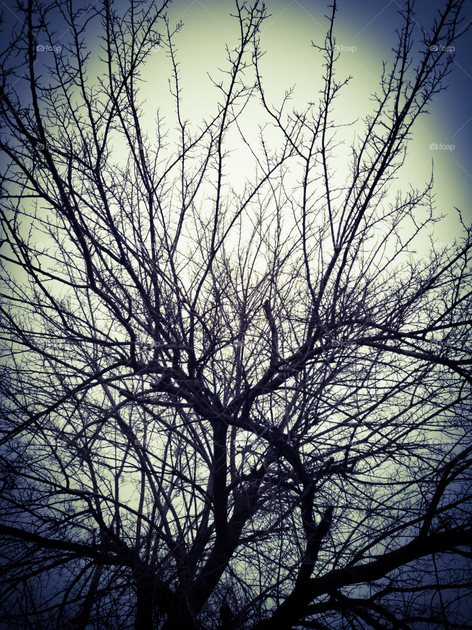 branches
