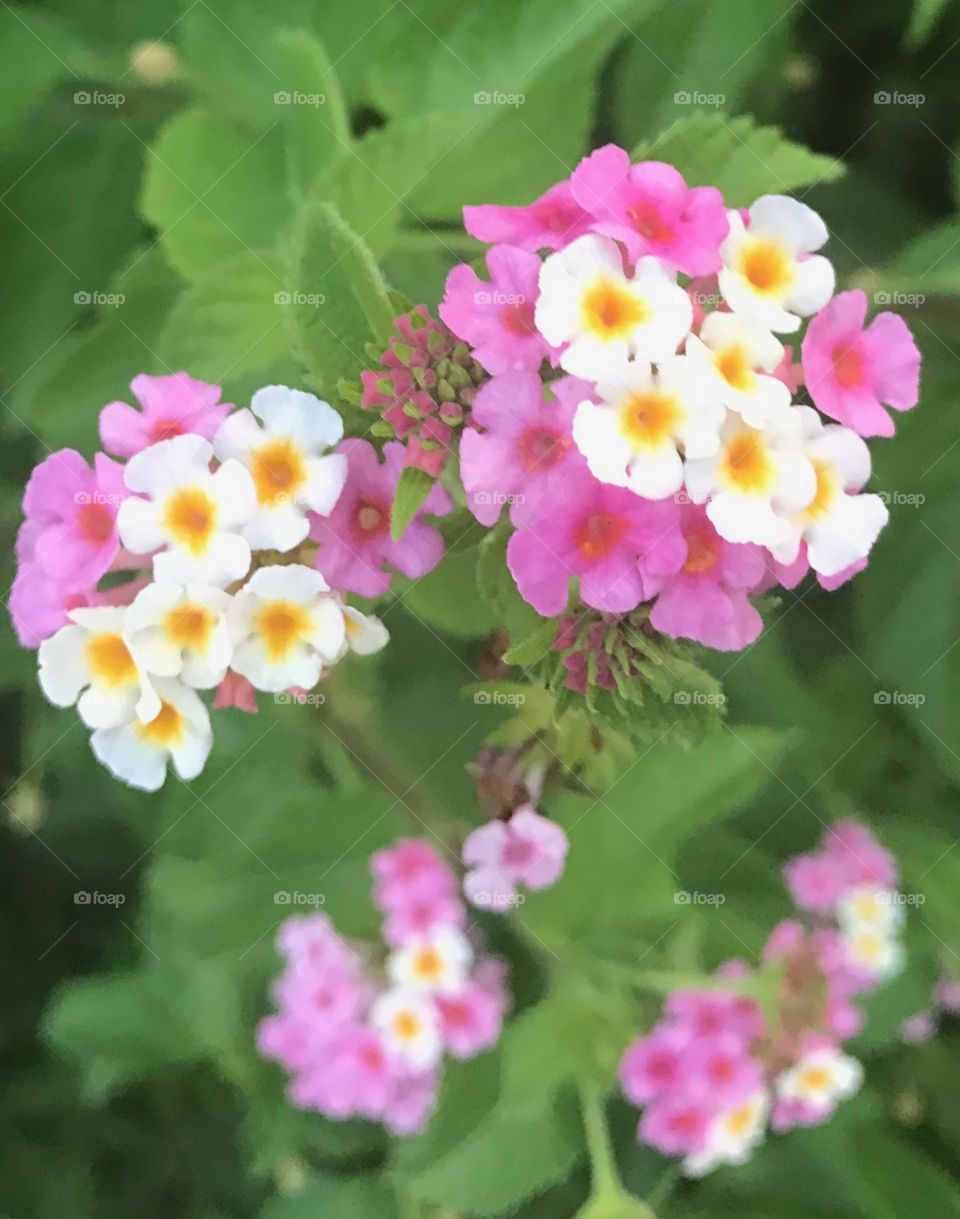 Pink yellow and white flowering bush