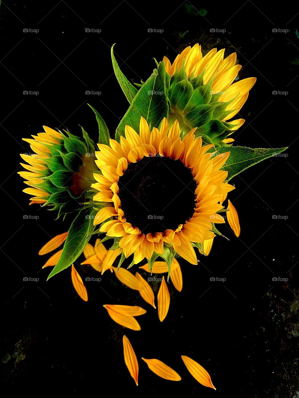 Sunflowers with fallen petals 