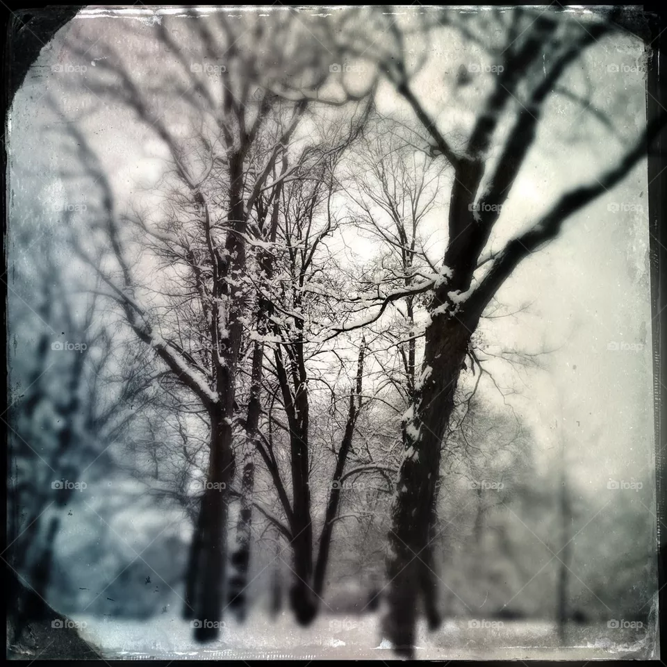 Trees
