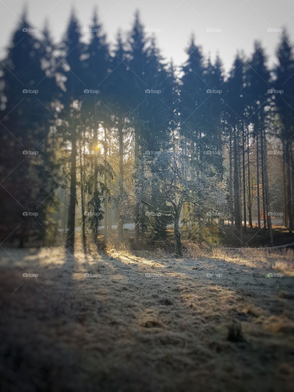 Sunset in Winter Forest