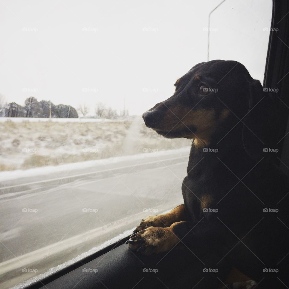 Dachshund Dog in Car Looking our Window