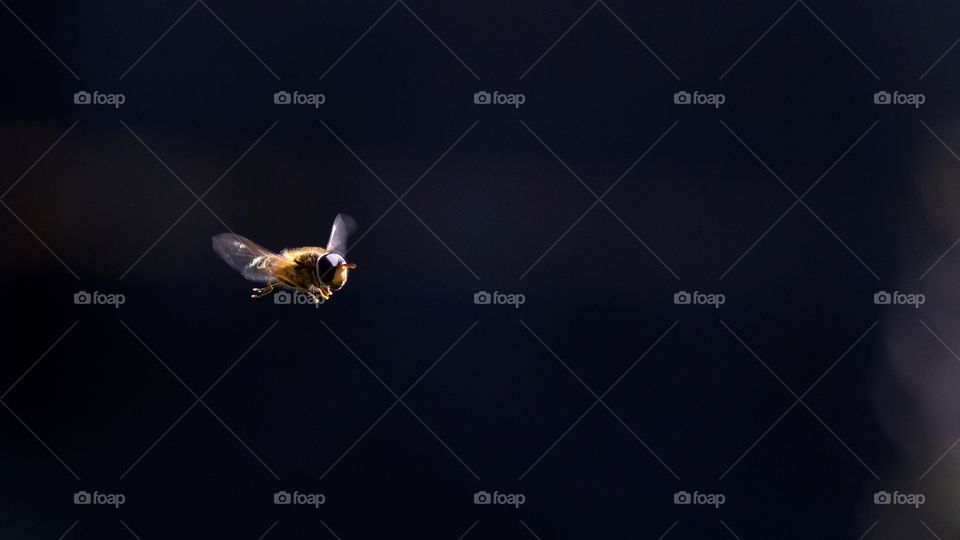 a portrait of a very small bee hovering in the air. the insect´s wings are flappen so fast you can barely see them.