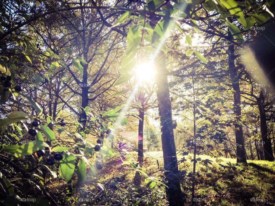 autumn sun in the forest