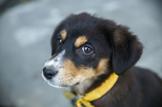 Close-up of a appenzell mountain dog