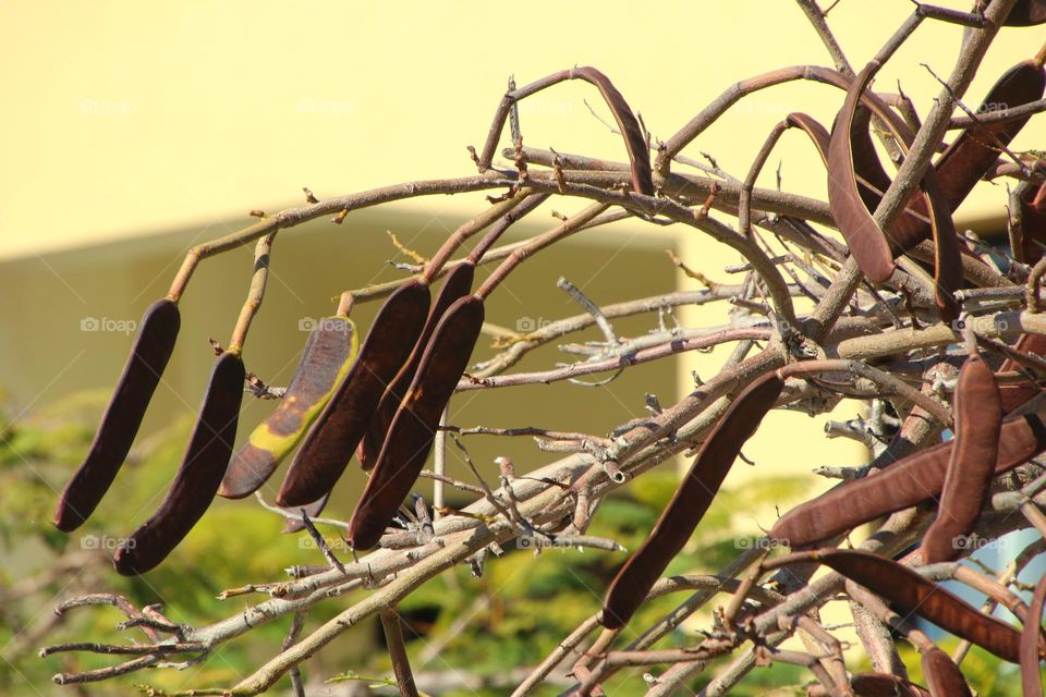 Close up of a carob tree with carob pods