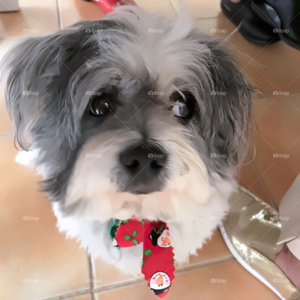 Lovely pet in Christmas  time 2017 at Dingley Melbourne Australia 
