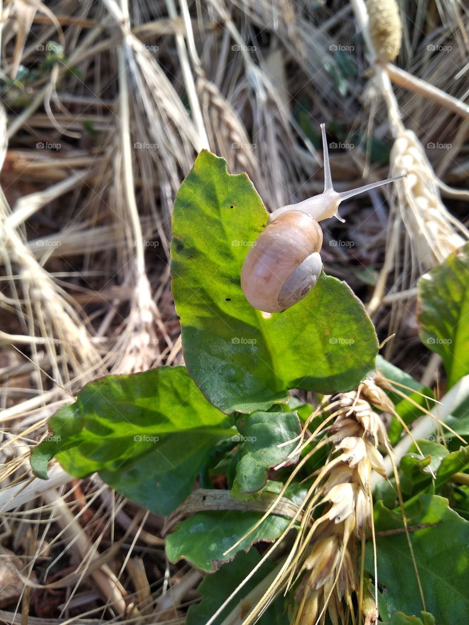 Snail