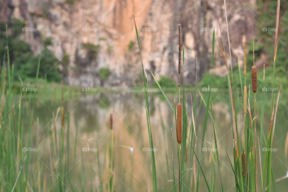 Sausage-like grass by the beautuful lake. nice reflection on the water.