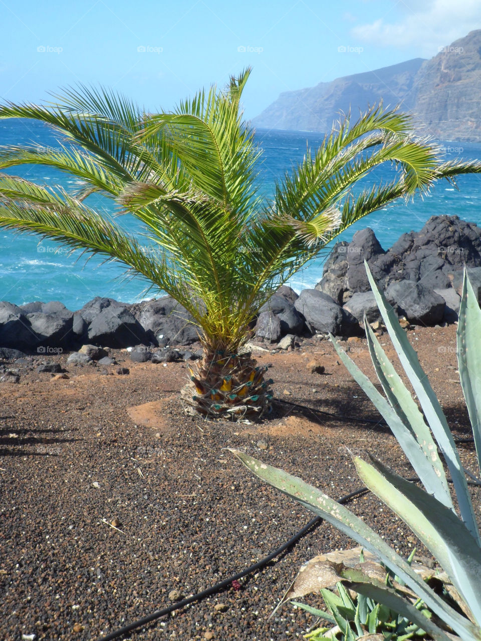plant sea rocks palmtree by lizzydancer84