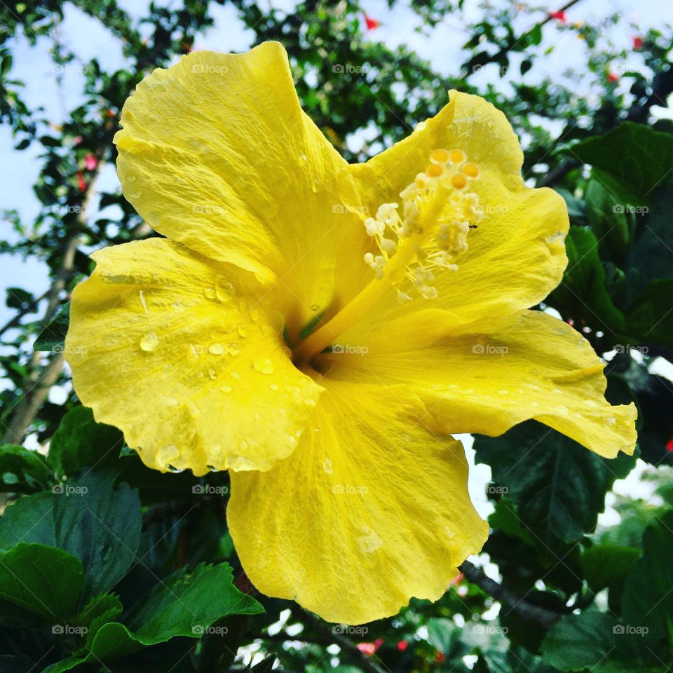 🌹 🇺🇸 Very beautiful flowers to brighten our day.  Live nature and its beauty. Did you like the delicate petals? / 🇧🇷 Flores muito bonitas para alegrar nosso dia. Viva a natureza e sua beleza. Gostaram das pétalas delicadas? 