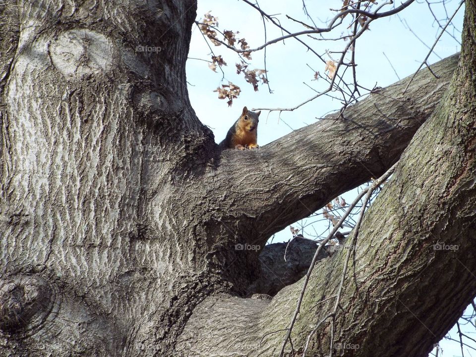 Squirrel in tree over head
