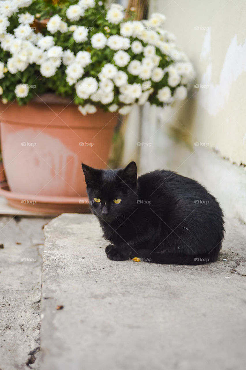 Black kitten