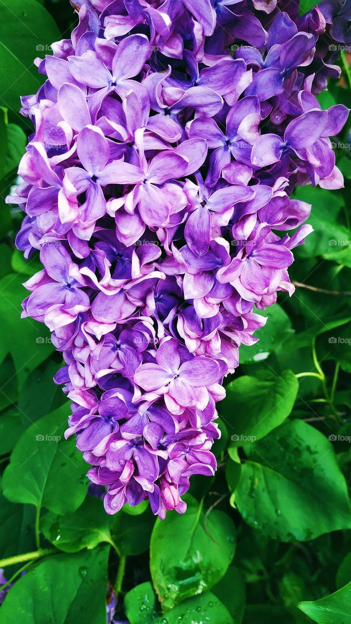 lilac flower