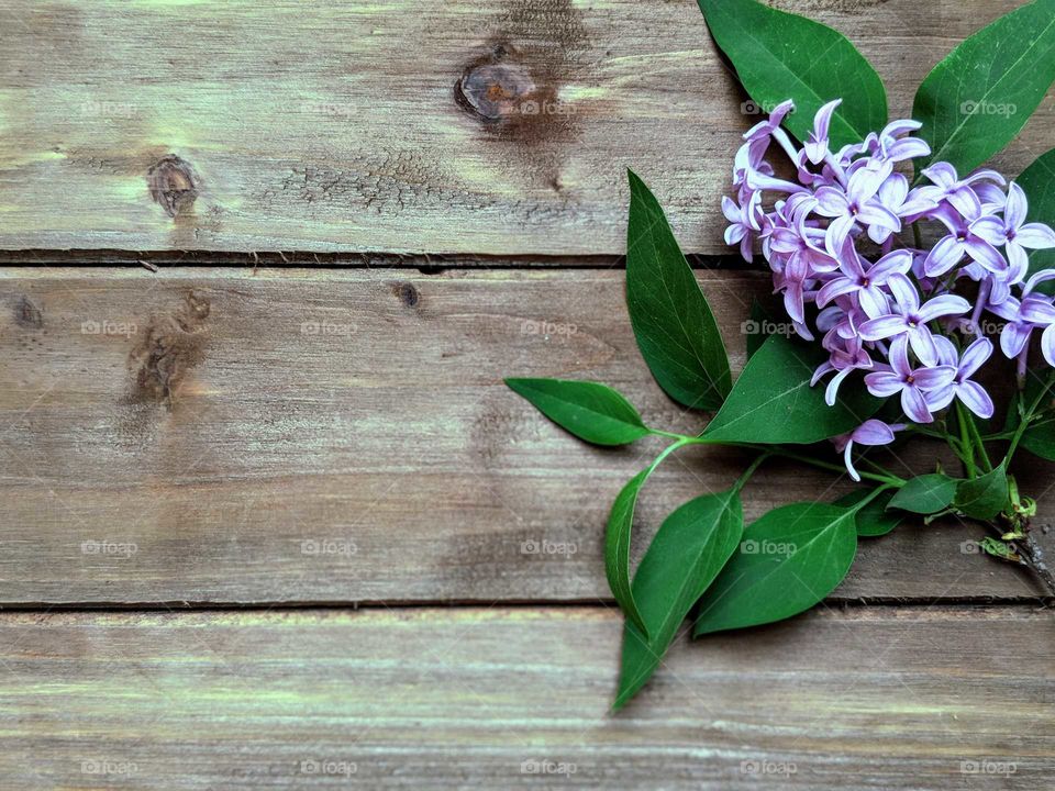 Lilac on a wooden background