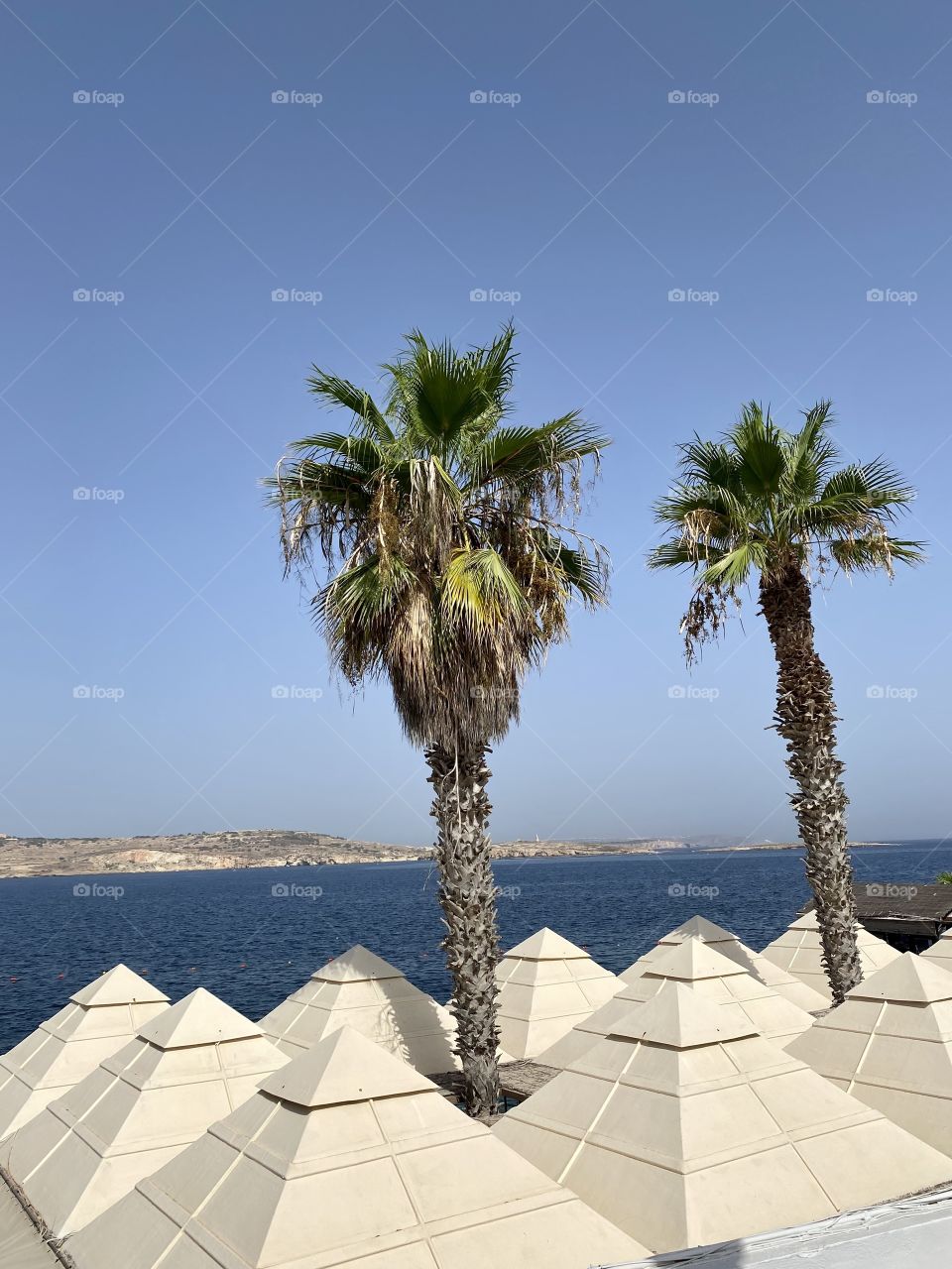 Two palm trees coming out of the roofs and overlooking the sea