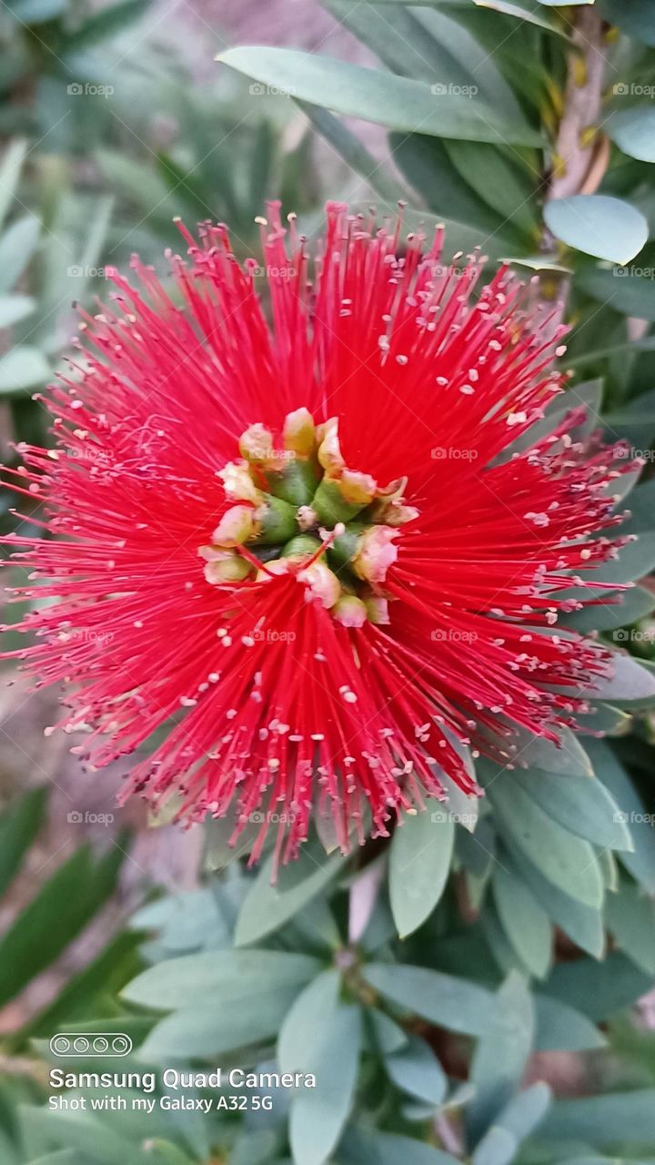 A beautiful bottle brusher flower
