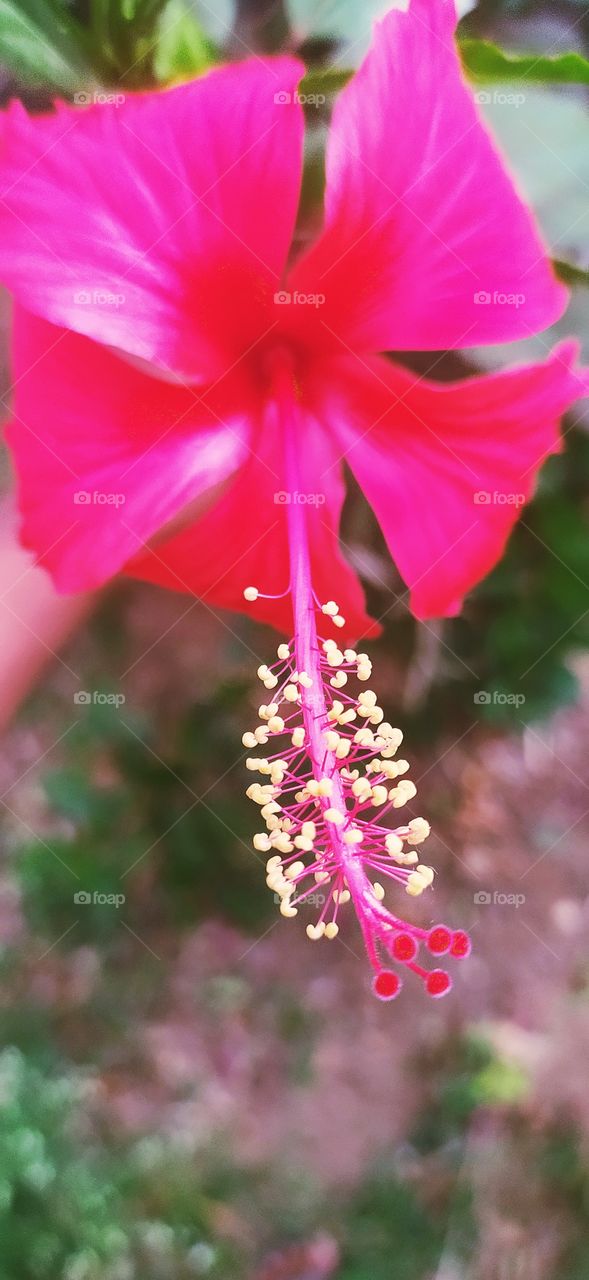 flower image