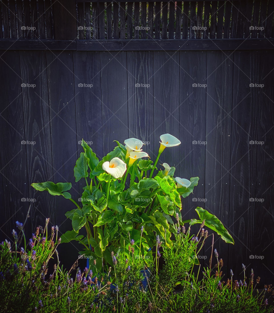 Calla lilies against a wooden garden fence
