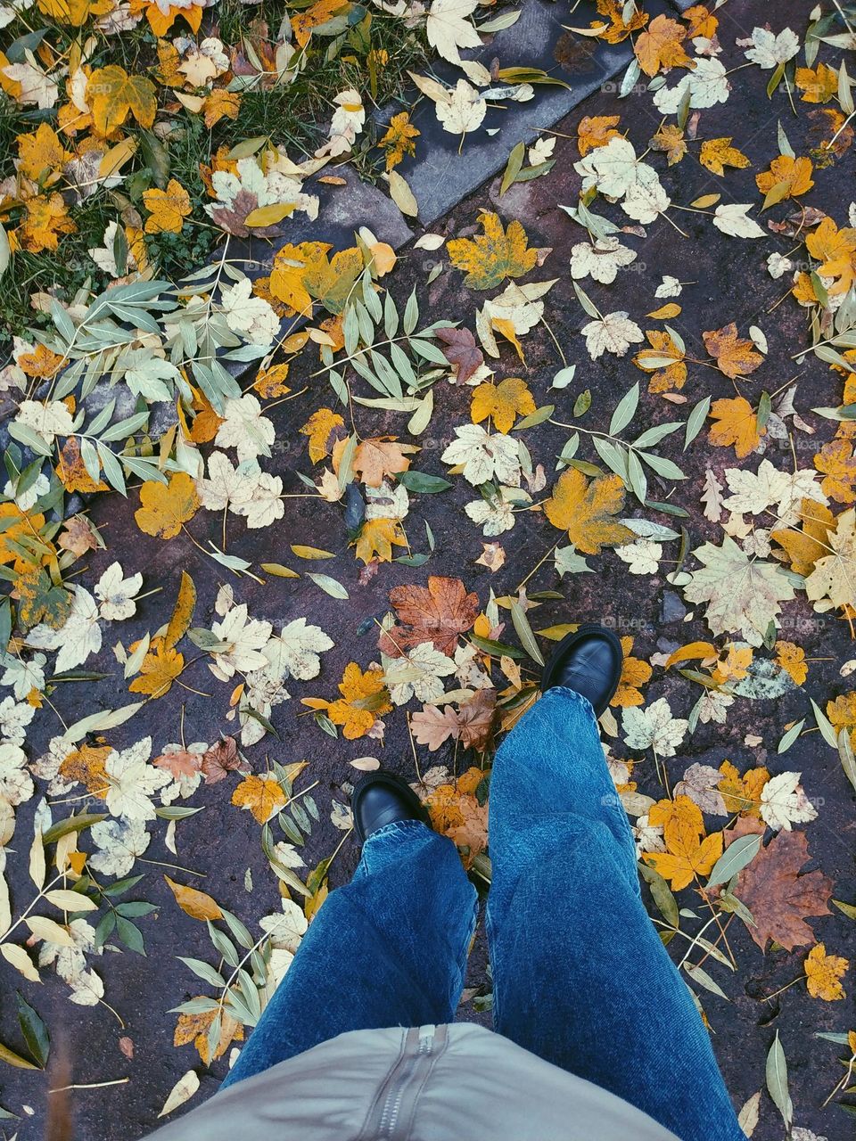 autumn pattern