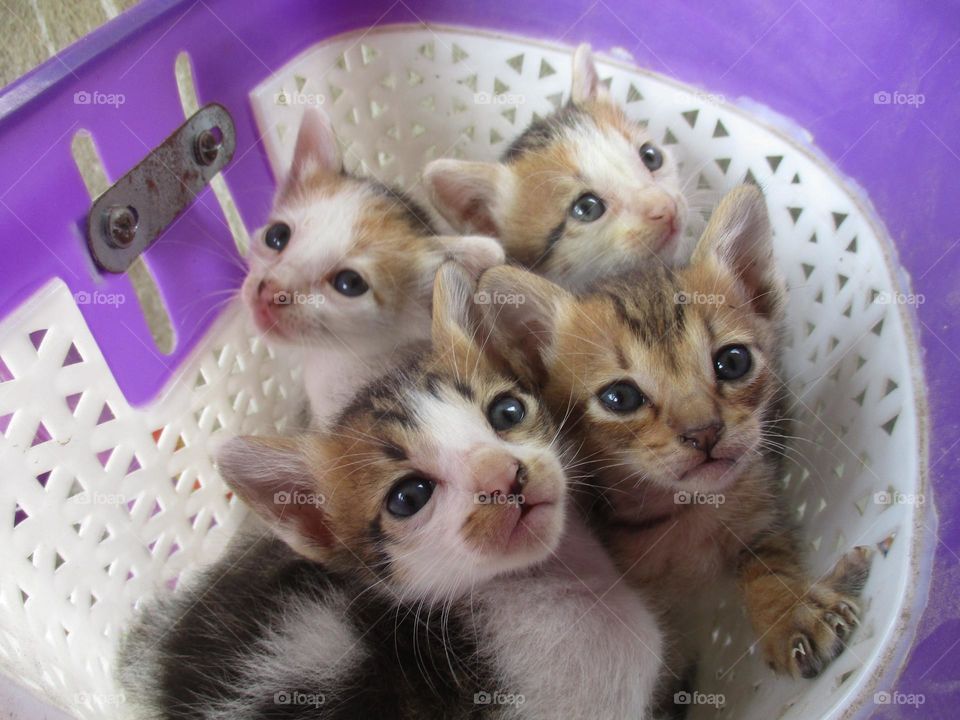 Four cute kittens are in a bicycle bask