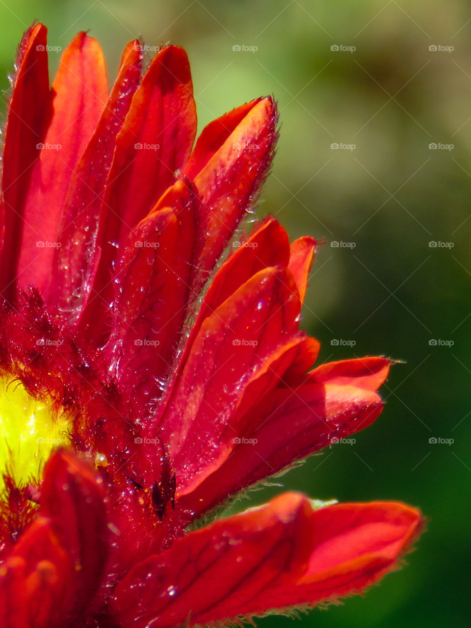 blanket flower