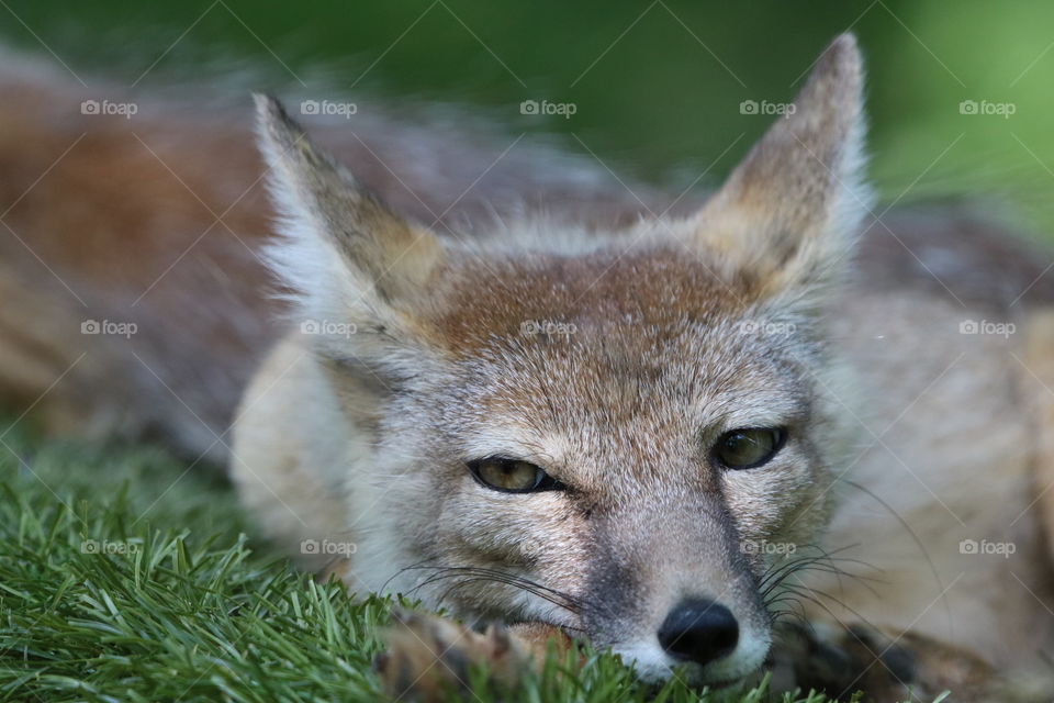 Fox