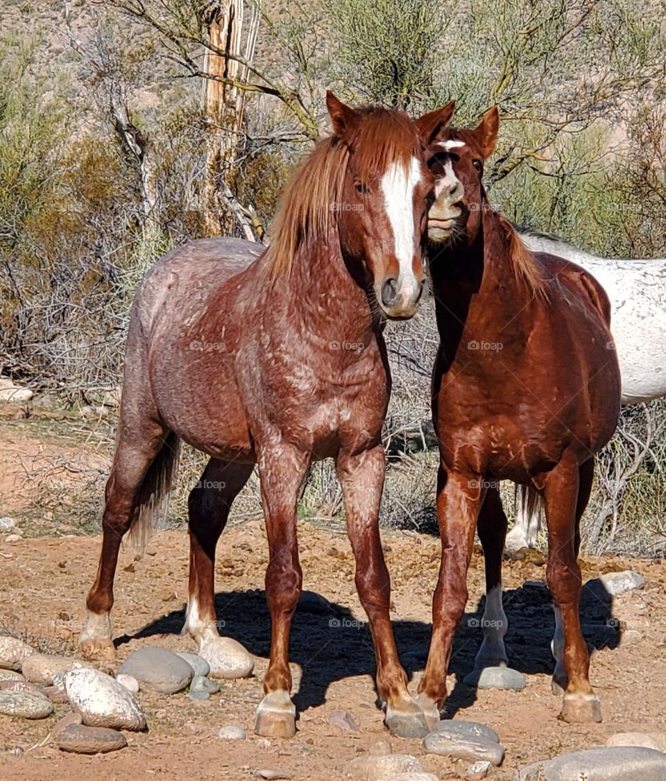 Affection Between Two Wild Horses