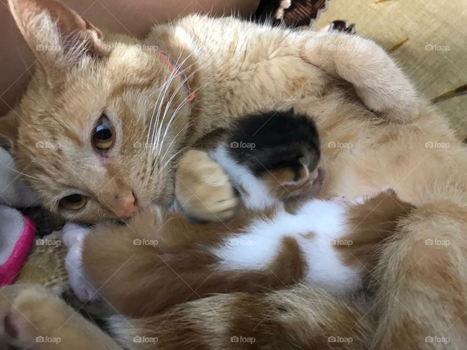 Mama cat with her newborns carefully nurturing and caring.