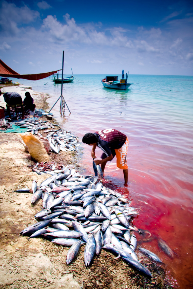 beach tuna fishing island by maapu