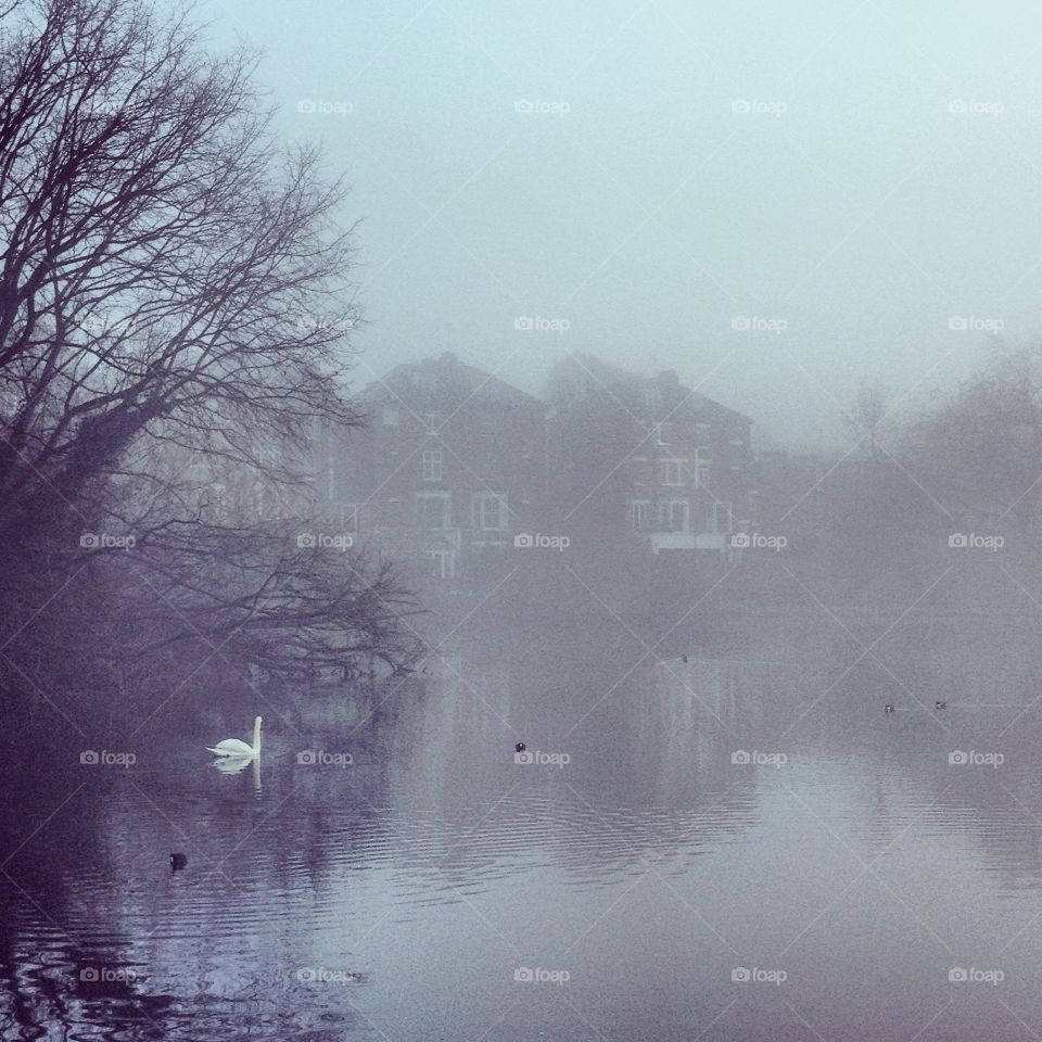 Fog in hampstead heath . Foggy day in Hampstead Heath, London 