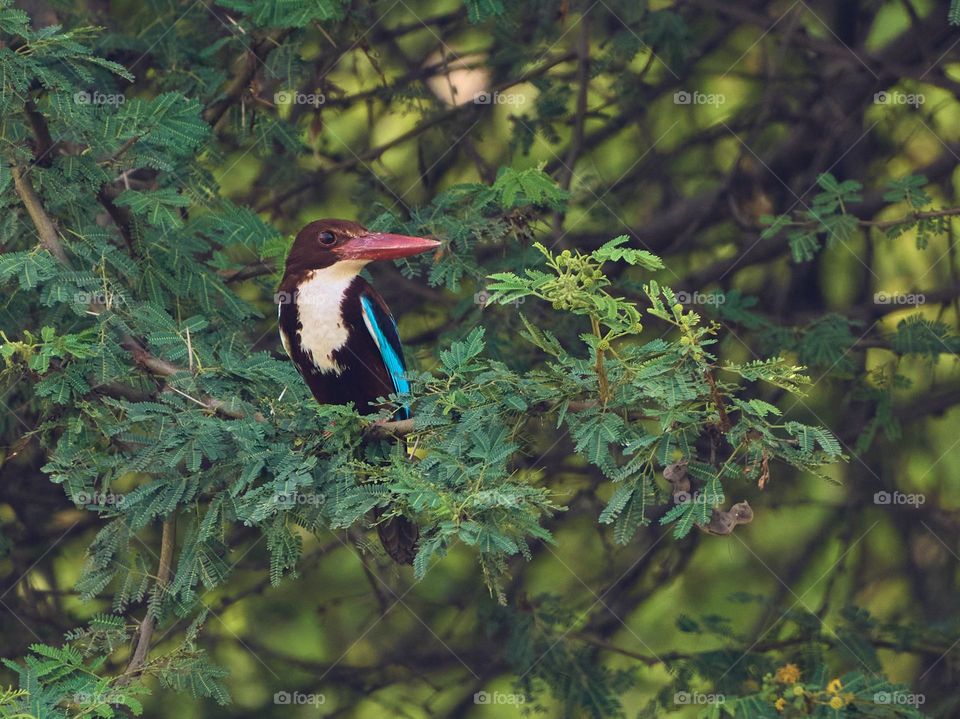King fisher bird - Sitting on a tree in a forest 