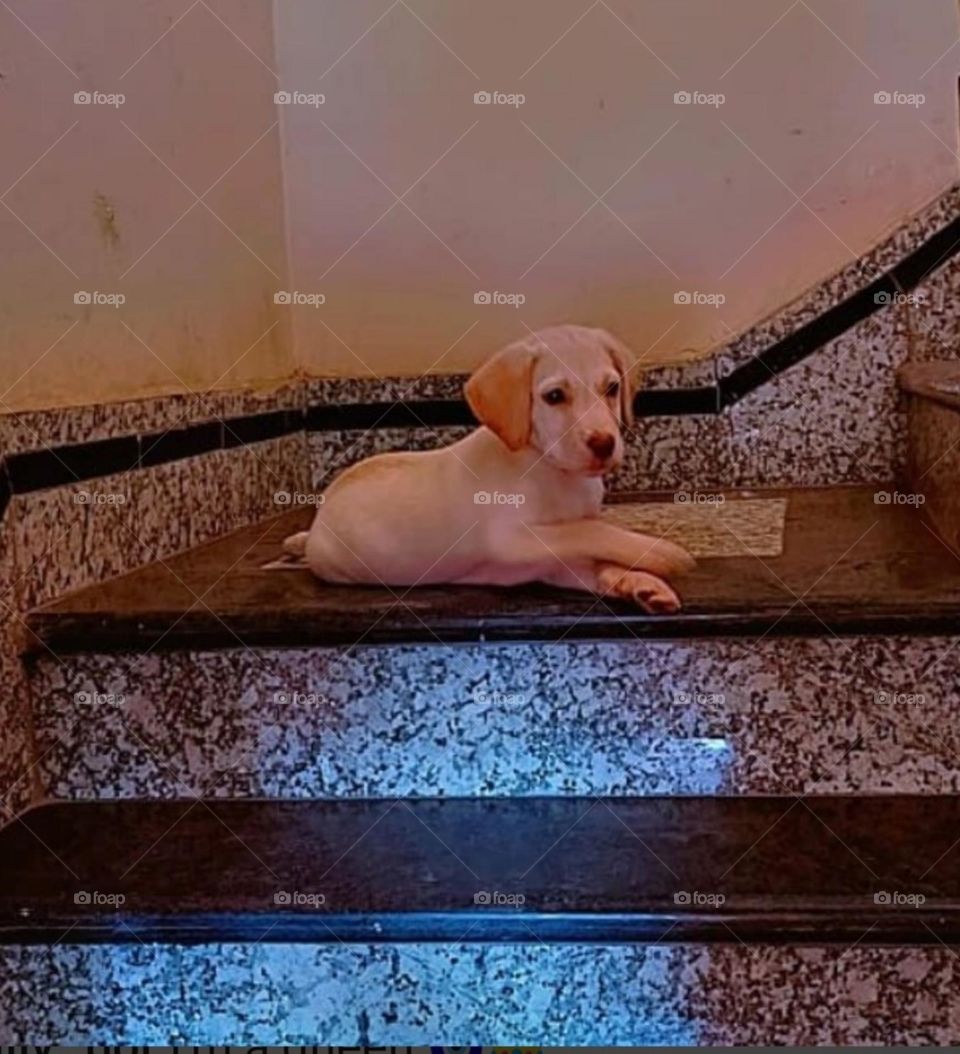 my most beautiful and cute puppy.