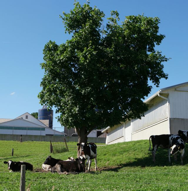 Greenfield Farms