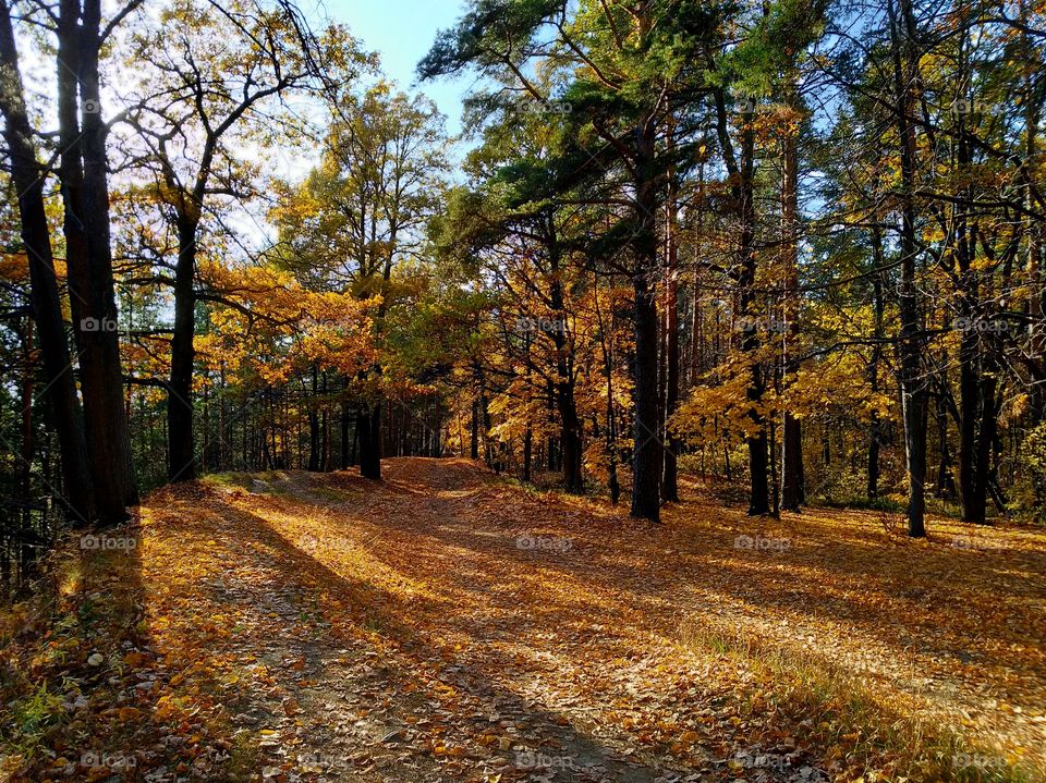 Autumn forest