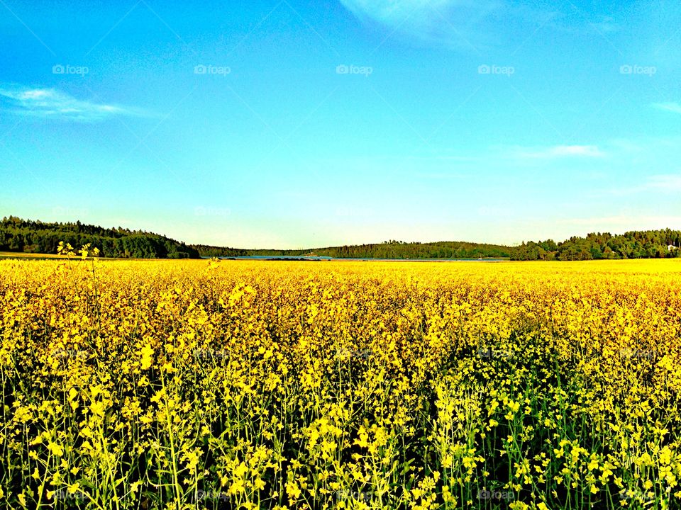 Yellow field! 