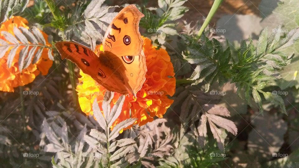 A beautiful scene of butterfly on marigold flowers.