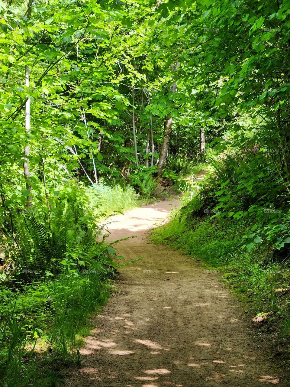 enchanting heavenly beam of sunlight illuminating a path surrounded by green leaves in an Oregon nature park