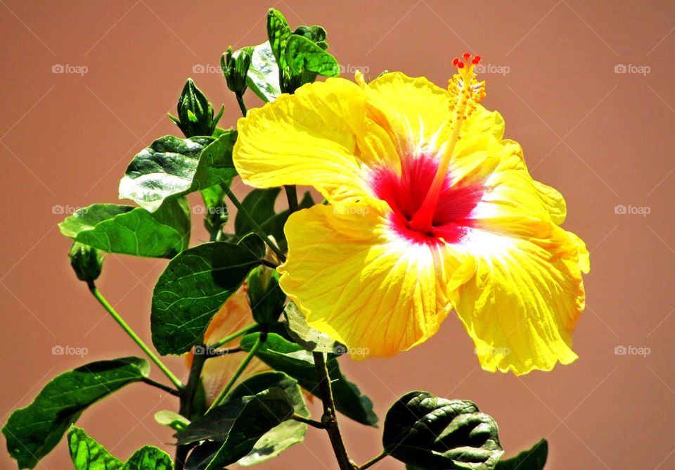 Hibiscus Blooming