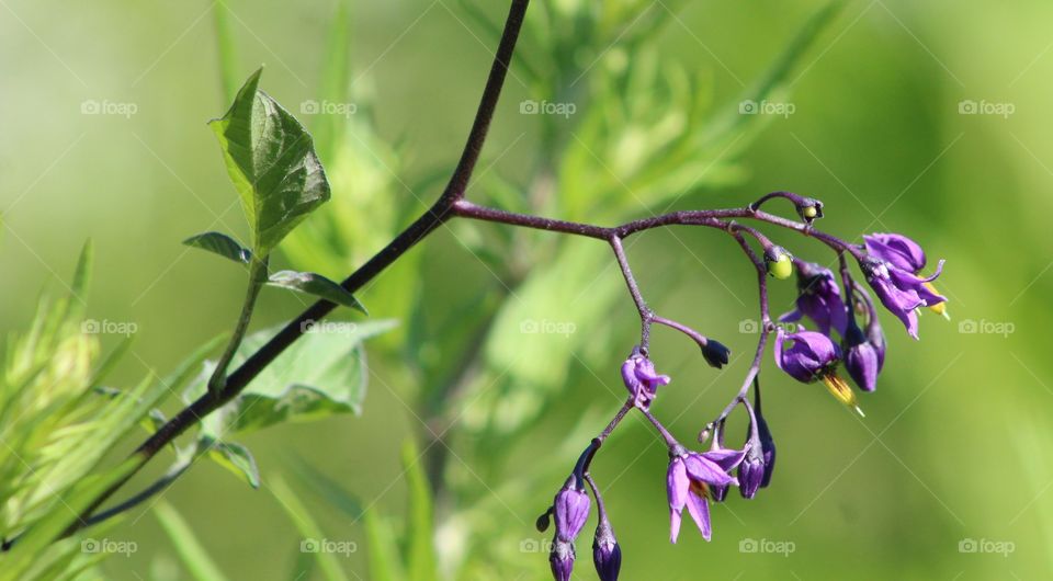 Gorgeous purple and yellow flowers of bittersweet nightshade vine growing near Hudson River 