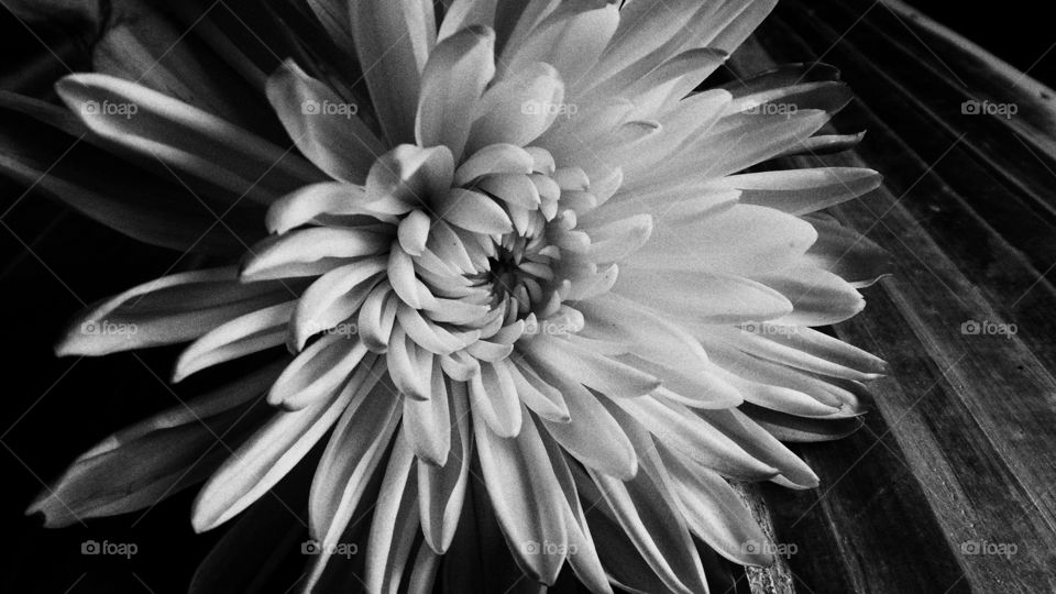 Extreme close-up of aster flower